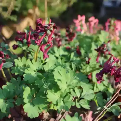 Foto von Gefingerter Lerchensporn 'Purple Bird' (Corydalis solida 'Purple Bird')