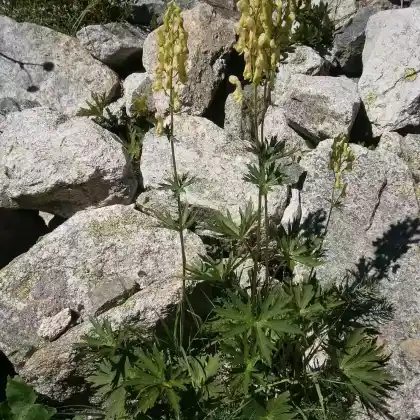 Foto von Hahnenfußblättriger Eisenhut (Aconitum lycoctonum subsp. neapolitanum)