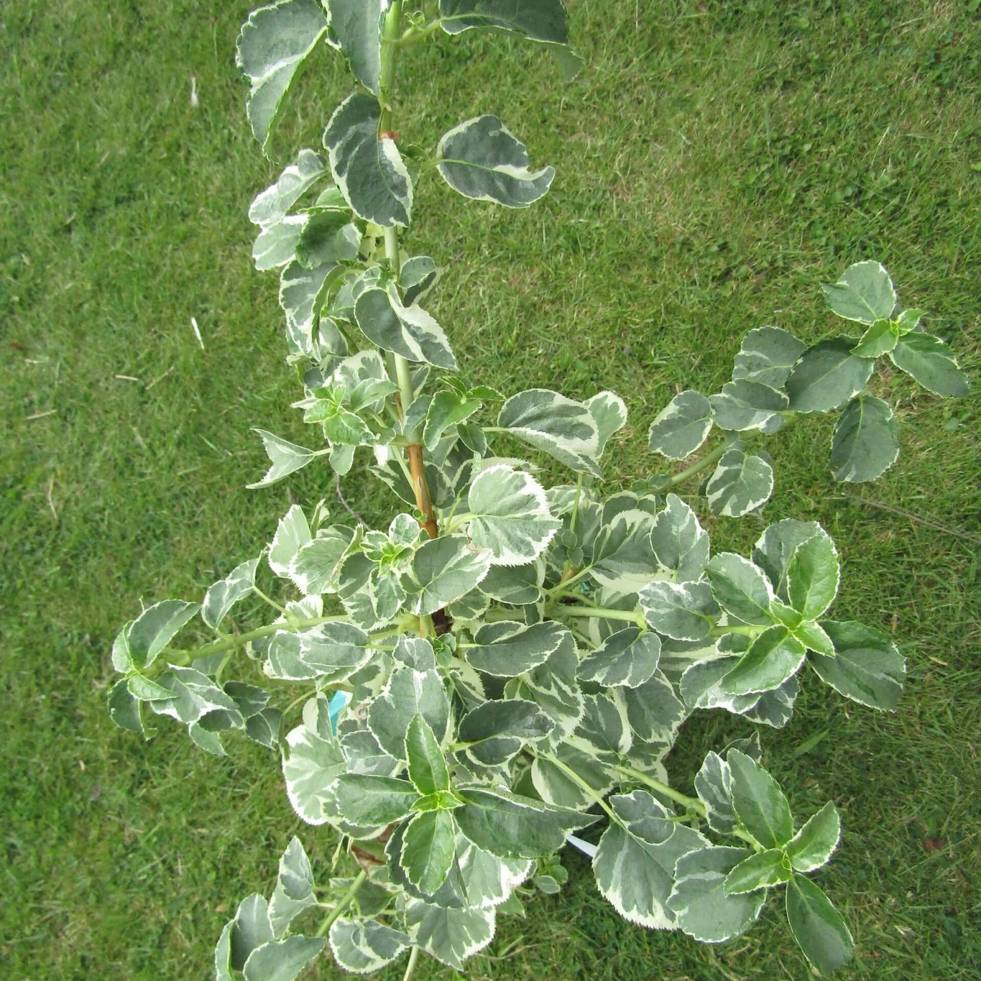 Kletterhortensie 'Silver Lining' (Hydrangea petiolaris 'Silver Lining')