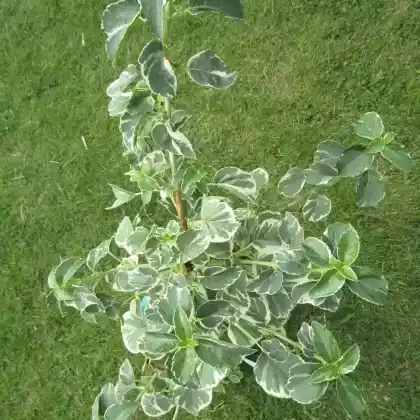 Foto von Kletterhortensie 'Silver Lining' (Hydrangea petiolaris 'Silver Lining')