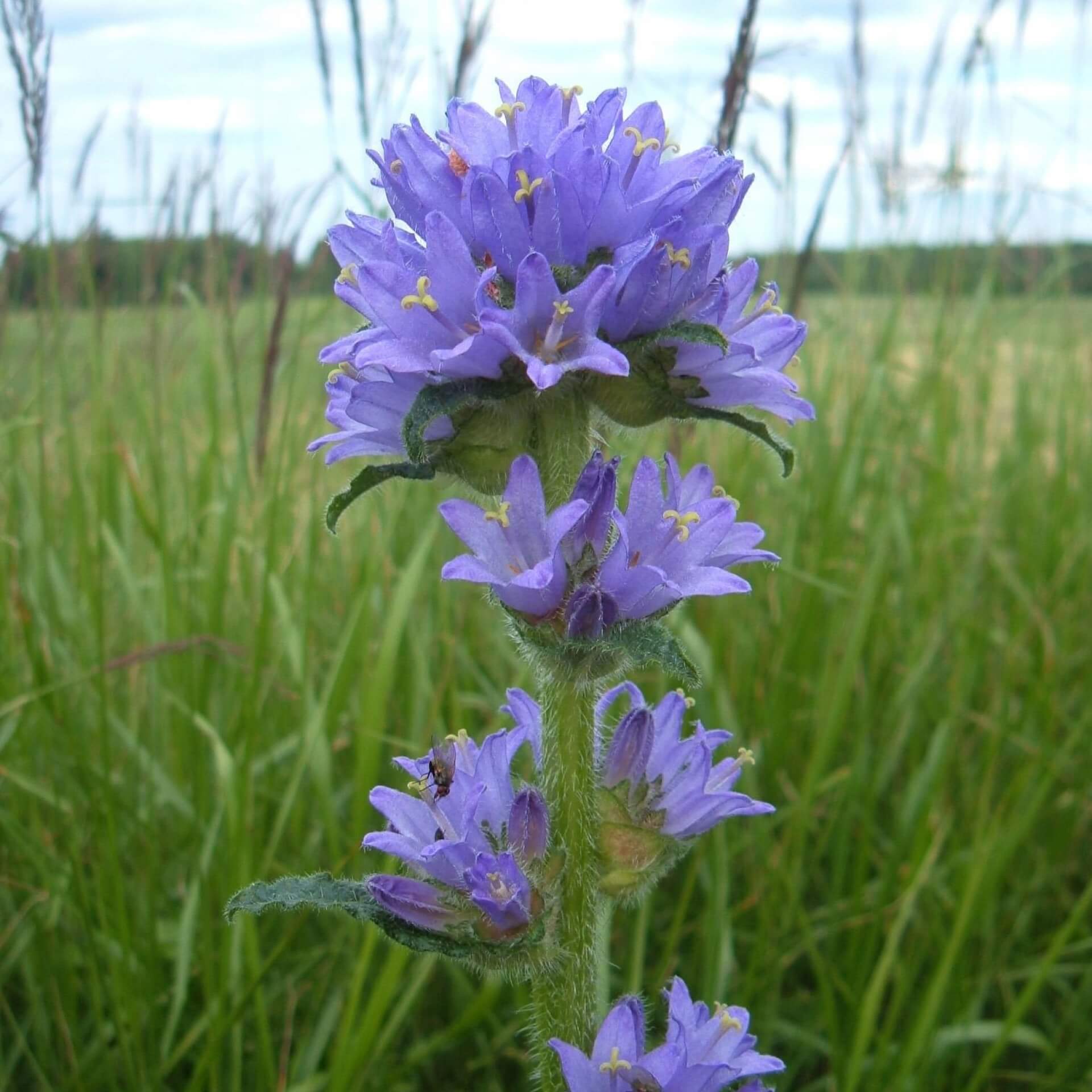 Borstige Glockenblume (Campanula cervicaria)