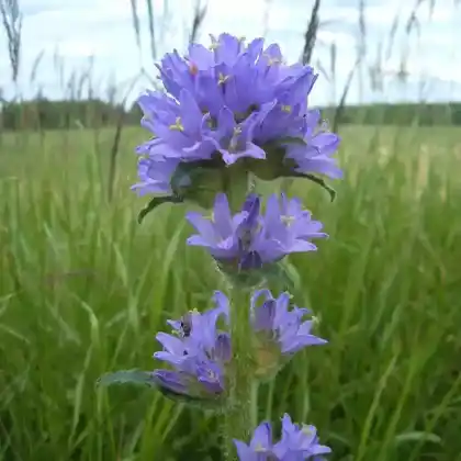 Foto von Borstige Glockenblume (Campanula cervicaria)