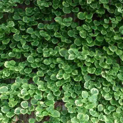 Foto von Kletterhortensie 'Miranda' (Hydrangea petiolaris 'Miranda')