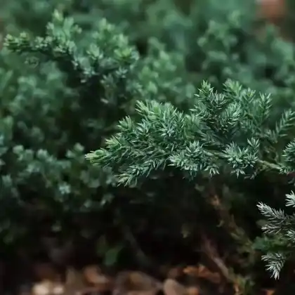 Foto von Kriech-Wacholder (Juniperus horizontalis)