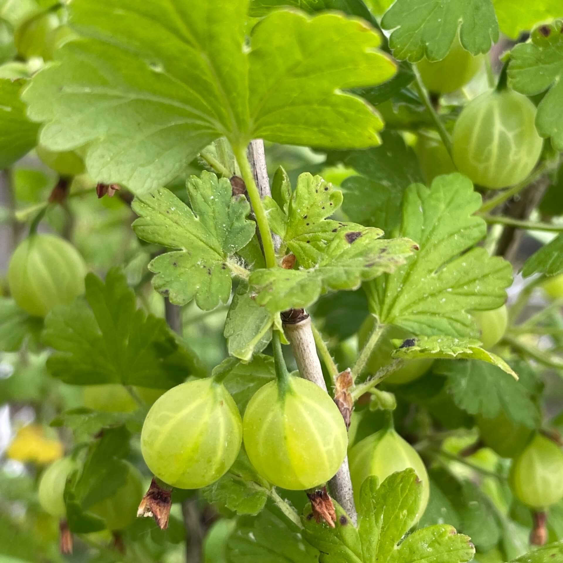 Stachelbeere 'Captivator' (Ribes uva-crispa 'Captivator')