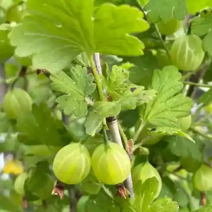 Foto von Stachelbeere 'Captivator' (Ribes uva-crispa 'Captivator')