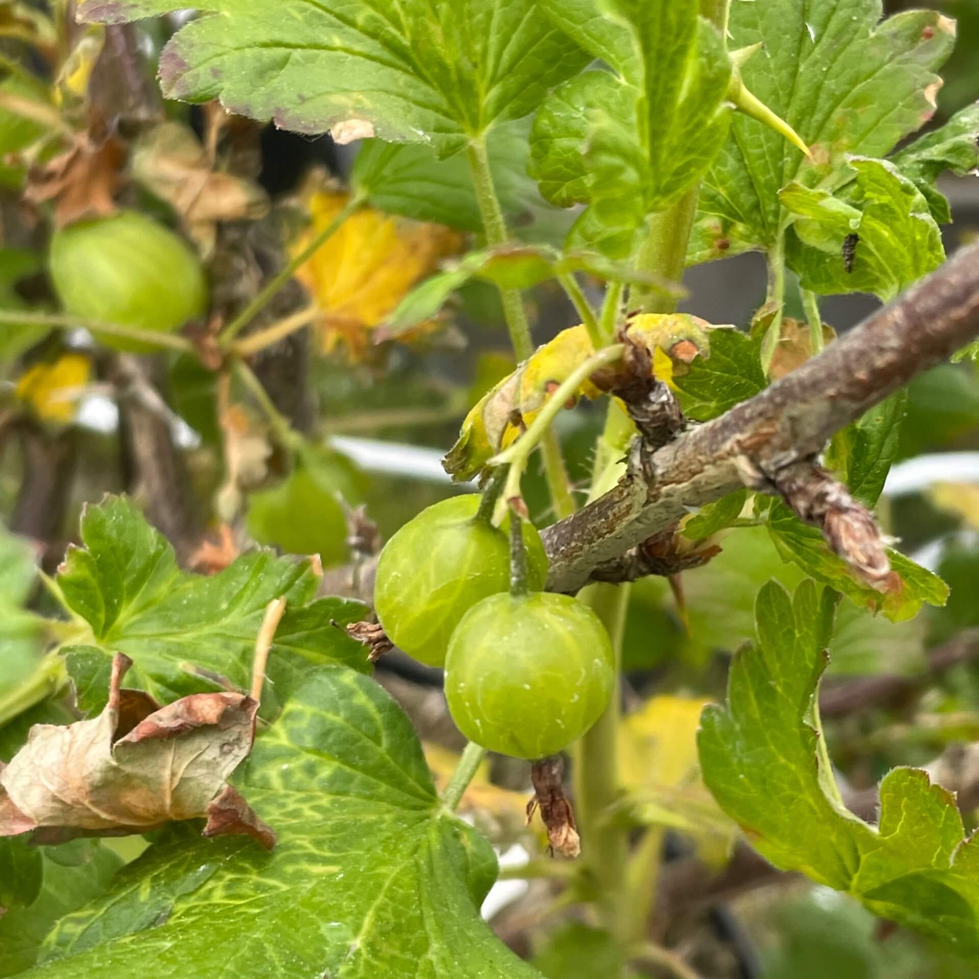 Stachelbeere 'Reflamba' (Ribes uva-crispa 'Reflamba')