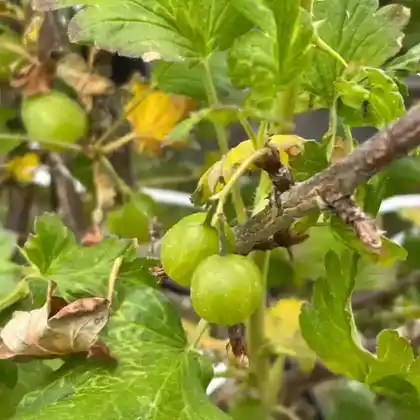 Foto von Stachelbeere 'Reflamba' (Ribes uva-crispa 'Reflamba')