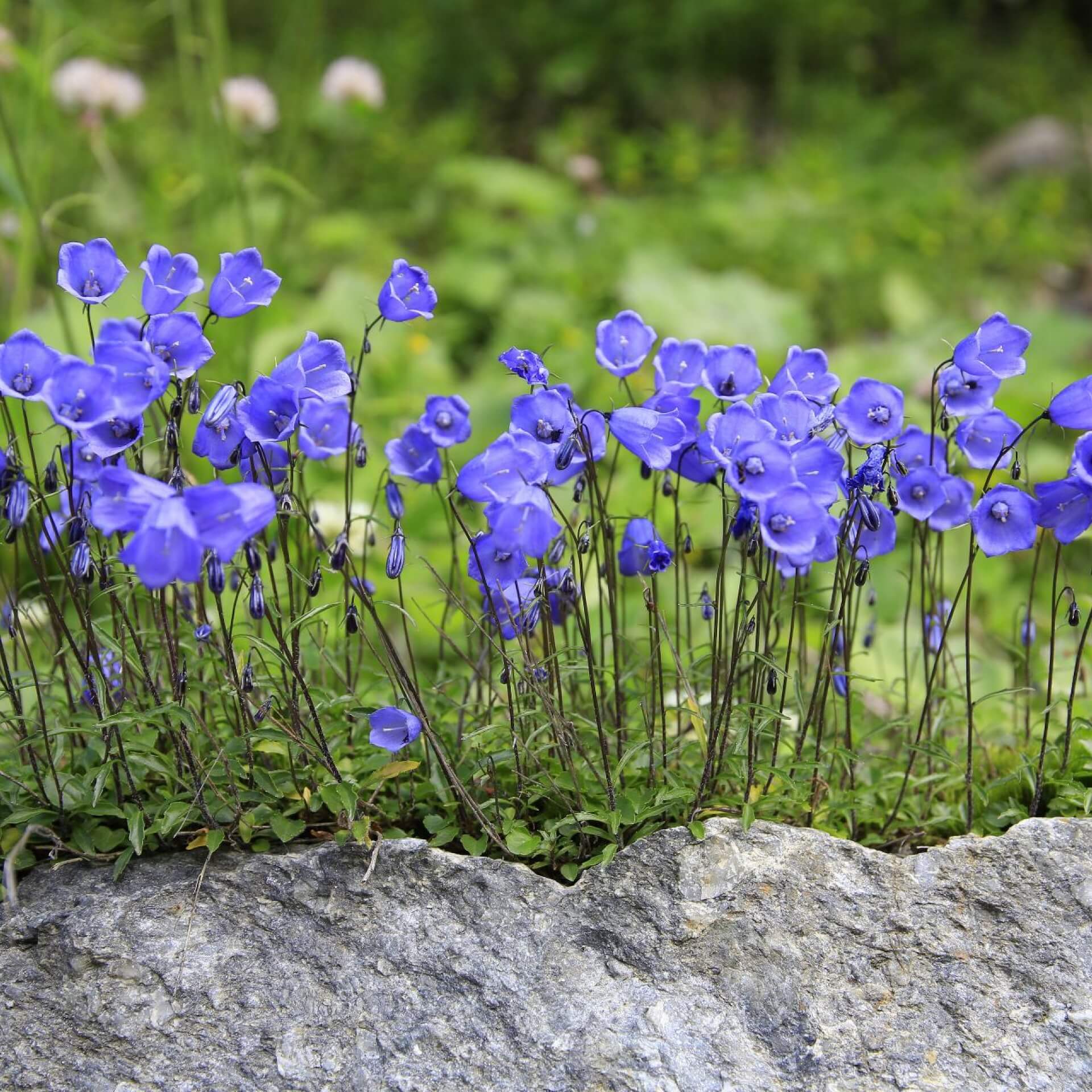 Zwerg-Glockenblume (Campanula cochleariifolia)