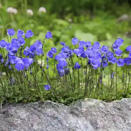 Foto von Zwerg-Glockenblume (Campanula cochleariifolia)