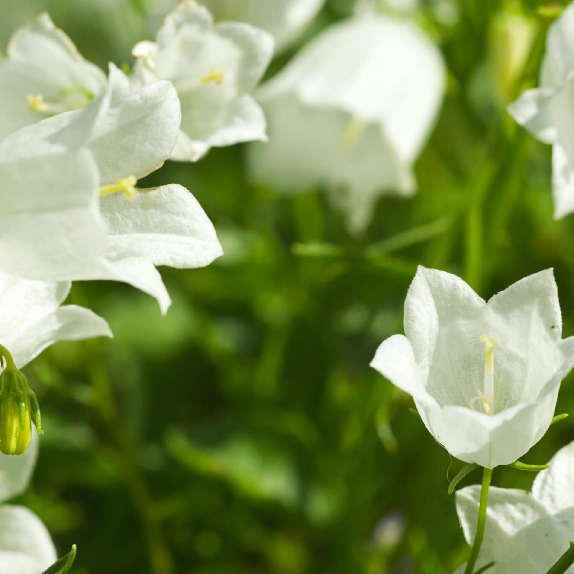 Niedliche Glockenblume 'Alba' (Campanula cochleariifolia 'Alba')