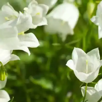 Foto von Niedliche Glockenblume 'Alba' (Campanula cochleariifolia 'Alba')