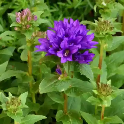 Foto von Knäuel-Glockenblume (Campanula glomerata)