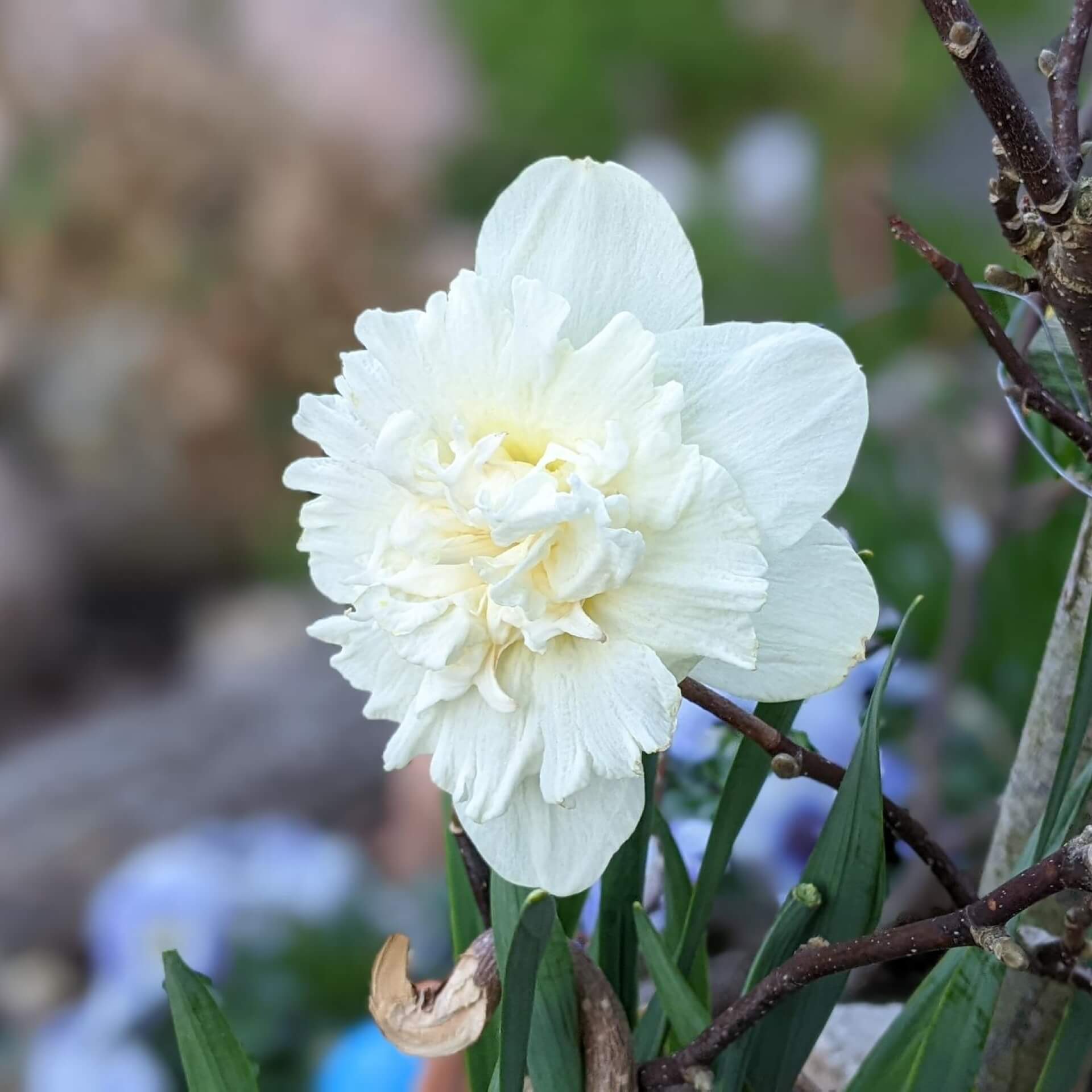 Narzisse 'Ice King' (Narcissus 'Ice King')