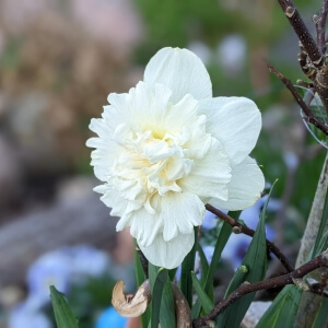 Narzisse 'Ice King' (Narcissus 'Ice King')