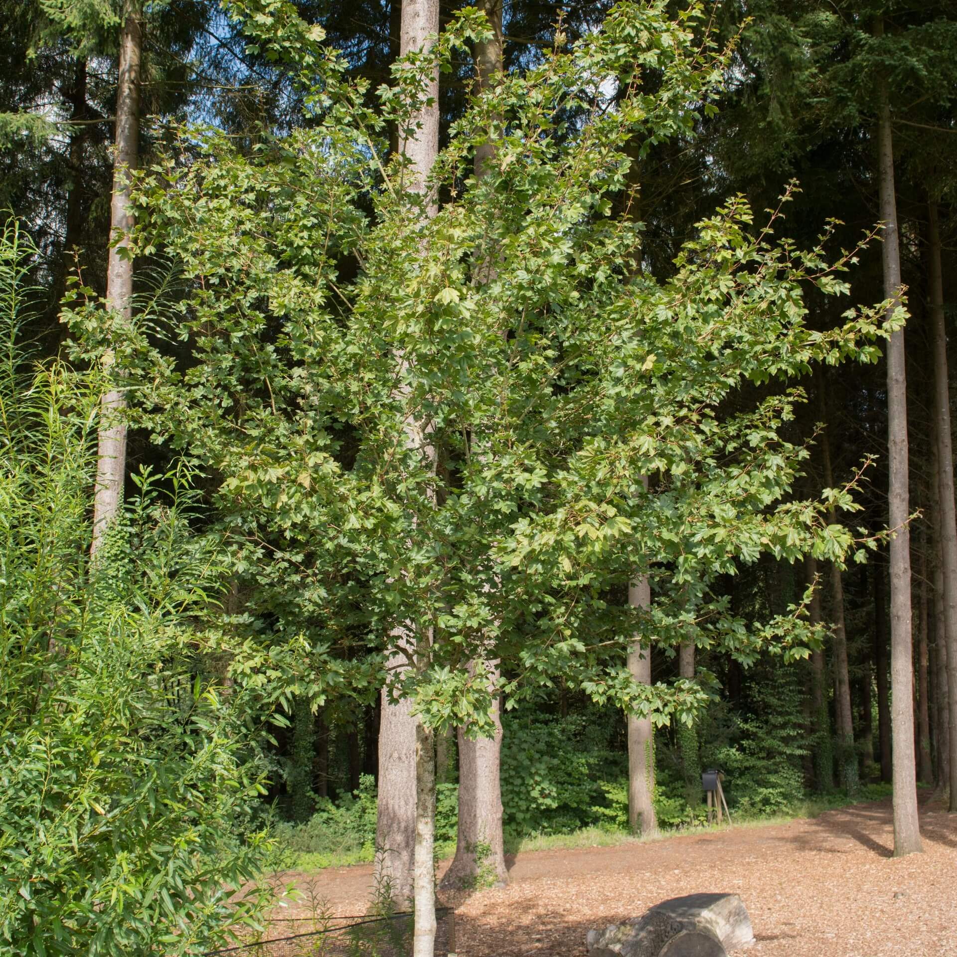 Feldahorn 'Red Shine' (Acer campestre 'Red Shine')