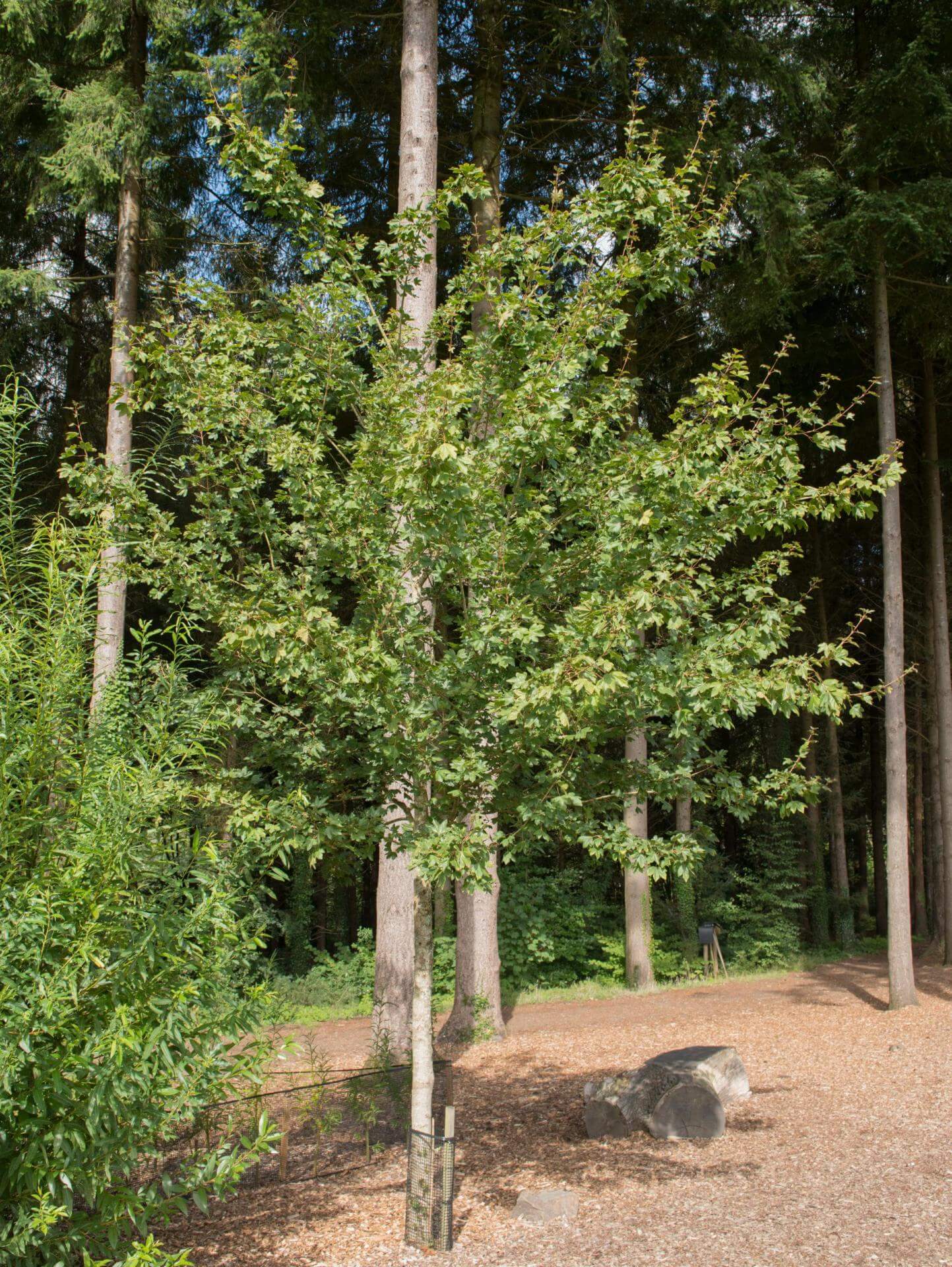 Feldahorn 'Red Shine' / Acer campestre 'Red Shine'