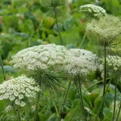 Foto von Baltische Petersilie (Cenolophium denudatum)