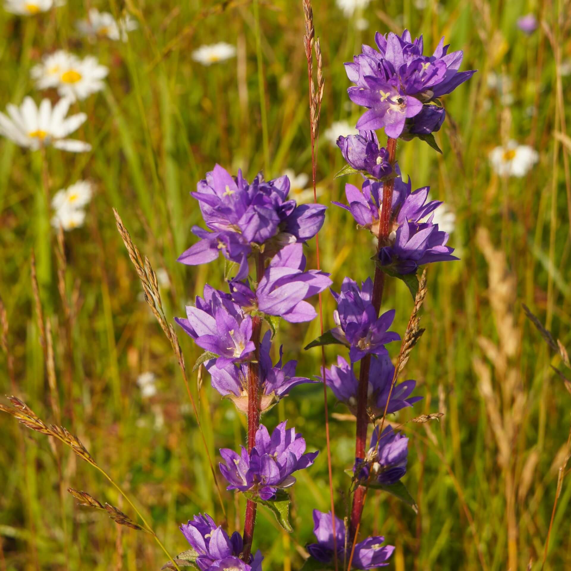 Knäuel-Glockenblume 'Acaulis' (Campanula glomerata 'Acaulis')