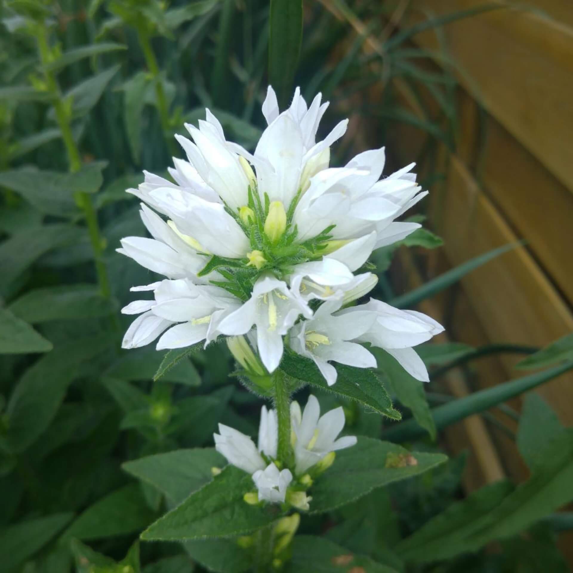 Knäuel-Glockenblume 'Alba' (Campanula glomerata 'Alba')