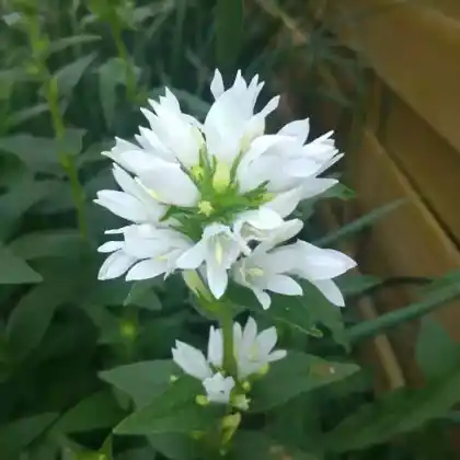 Foto von Knäuel-Glockenblume 'Alba' (Campanula glomerata 'Alba')
