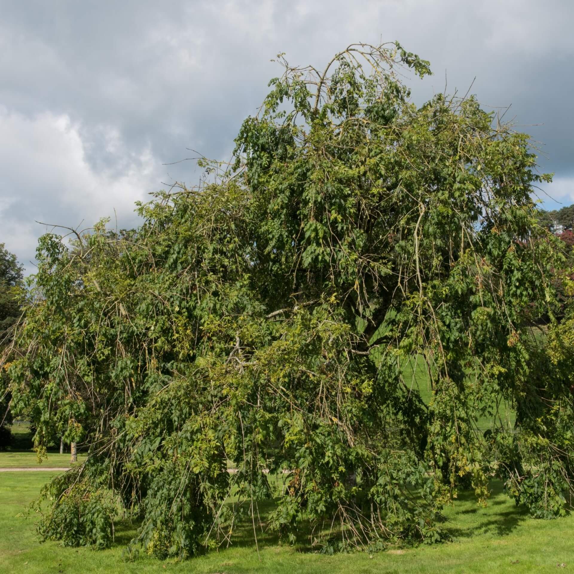 Traueresche 'Pendula' (Fraxinus excelsior 'Pendula')