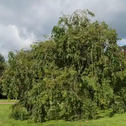 Foto von Traueresche 'Pendula' (Fraxinus excelsior 'Pendula')