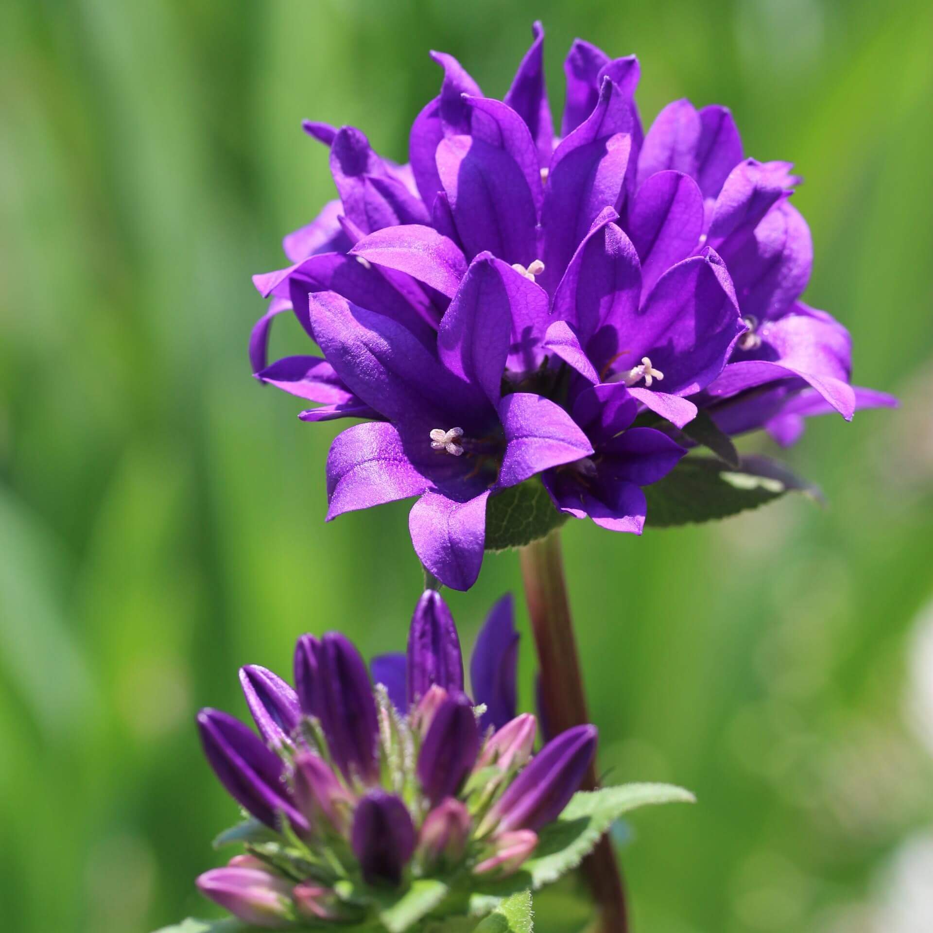 Knäuel-Glockenblume 'Dahurica' (Campanula glomerata 'Dahurica')