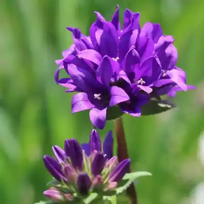 Foto von Knäuel-Glockenblume 'Dahurica' (Campanula glomerata 'Dahurica')