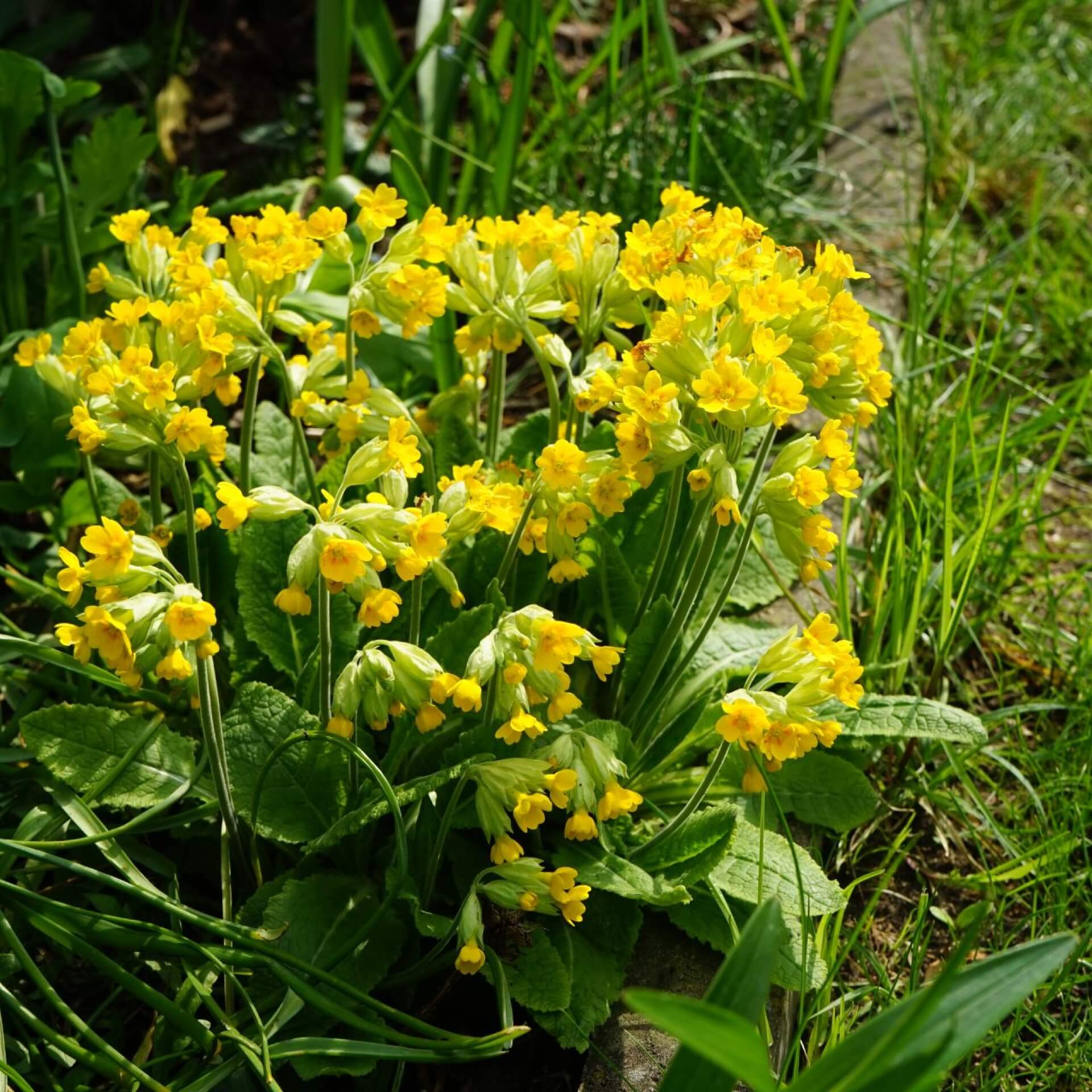 Echte Schlüsselblume 'Cabrillo' (Primula veris 'Cabrillo')