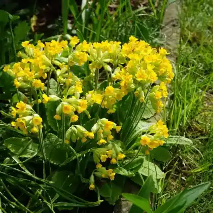 Foto von Echte Schlüsselblume 'Cabrillo' (Primula veris 'Cabrillo')
