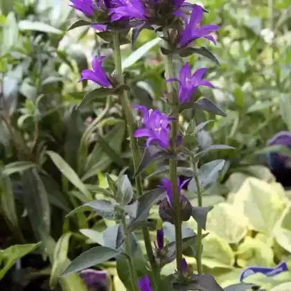 Foto von Knäuel-Glockenblume 'Superba' (Campanula glomerata 'Superba')