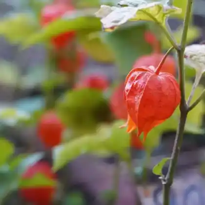 Foto von Ananaskirsche (Physalis pruinosa)