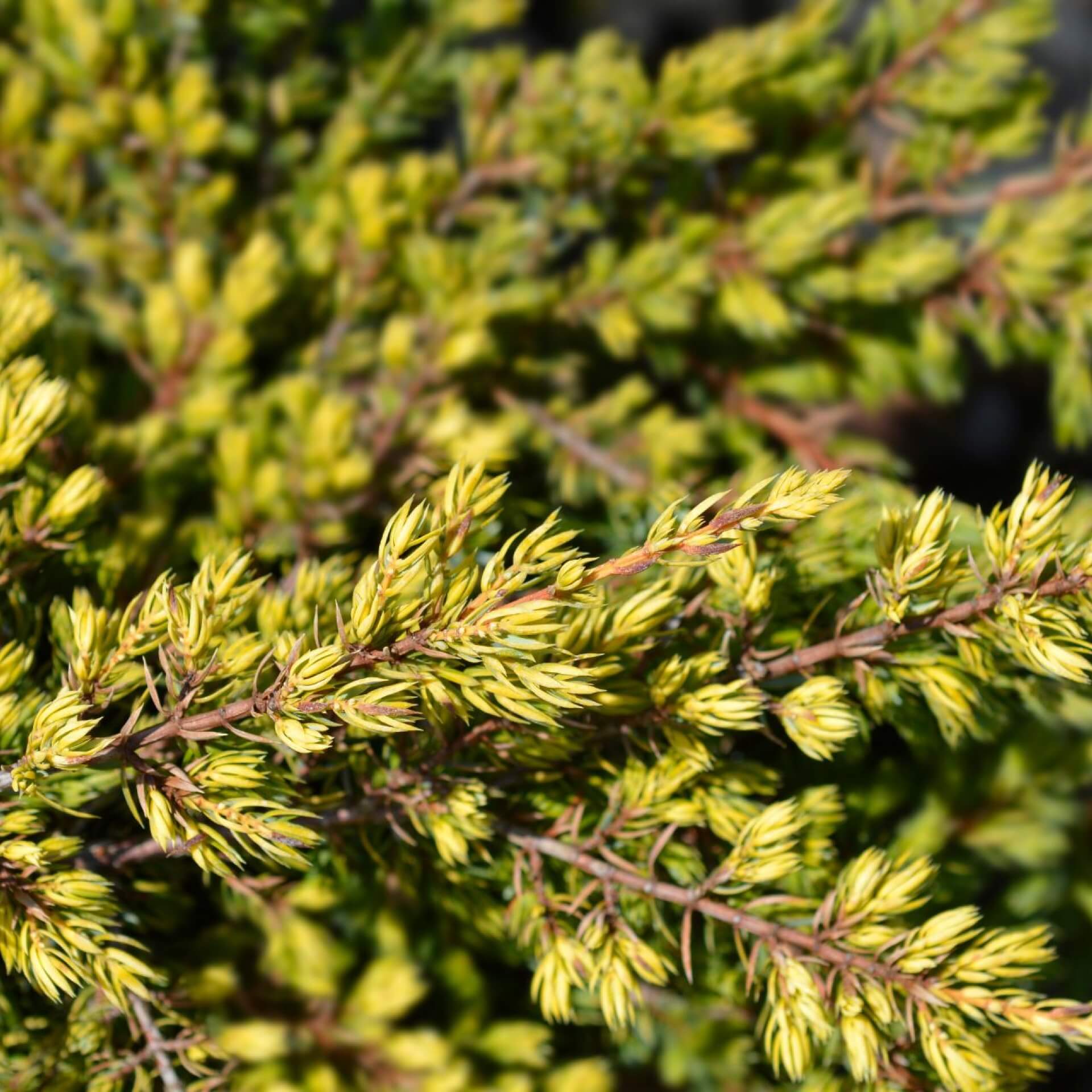 Wacholder 'Goldschatz' (Juniperus communis 'Goldschatz')