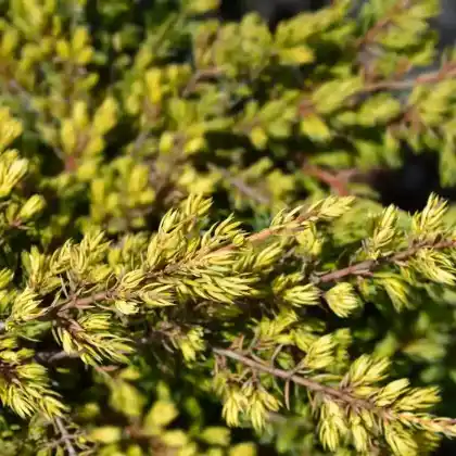 Foto von Wacholder 'Goldschatz' (Juniperus communis 'Goldschatz')