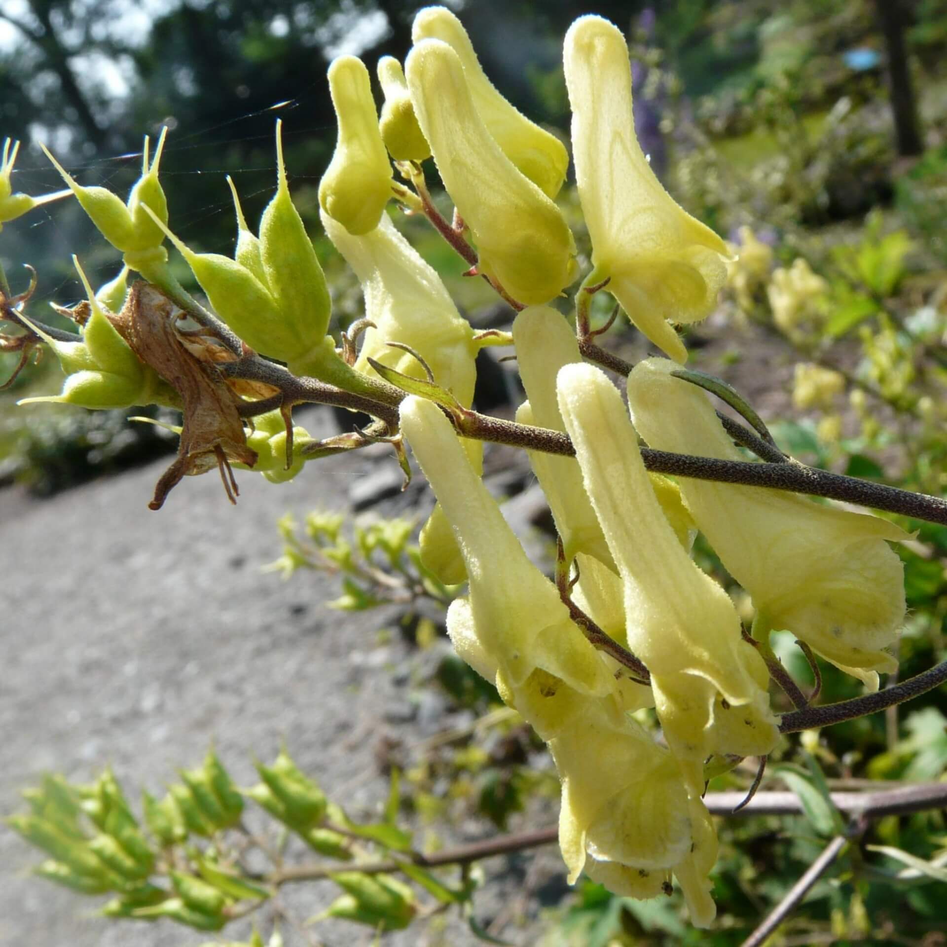 Fuchs-Eisenhut (Aconitum lycoctonum subsp. vulparia)