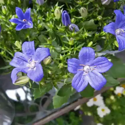 Foto von Stern-Glockenblume (Campanula isophylla)