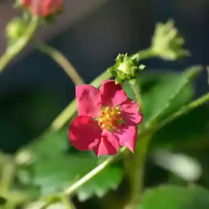 Foto von Ampel-Erdbeere 'Toscana' (Fragaria x ananassa 'Toscana')