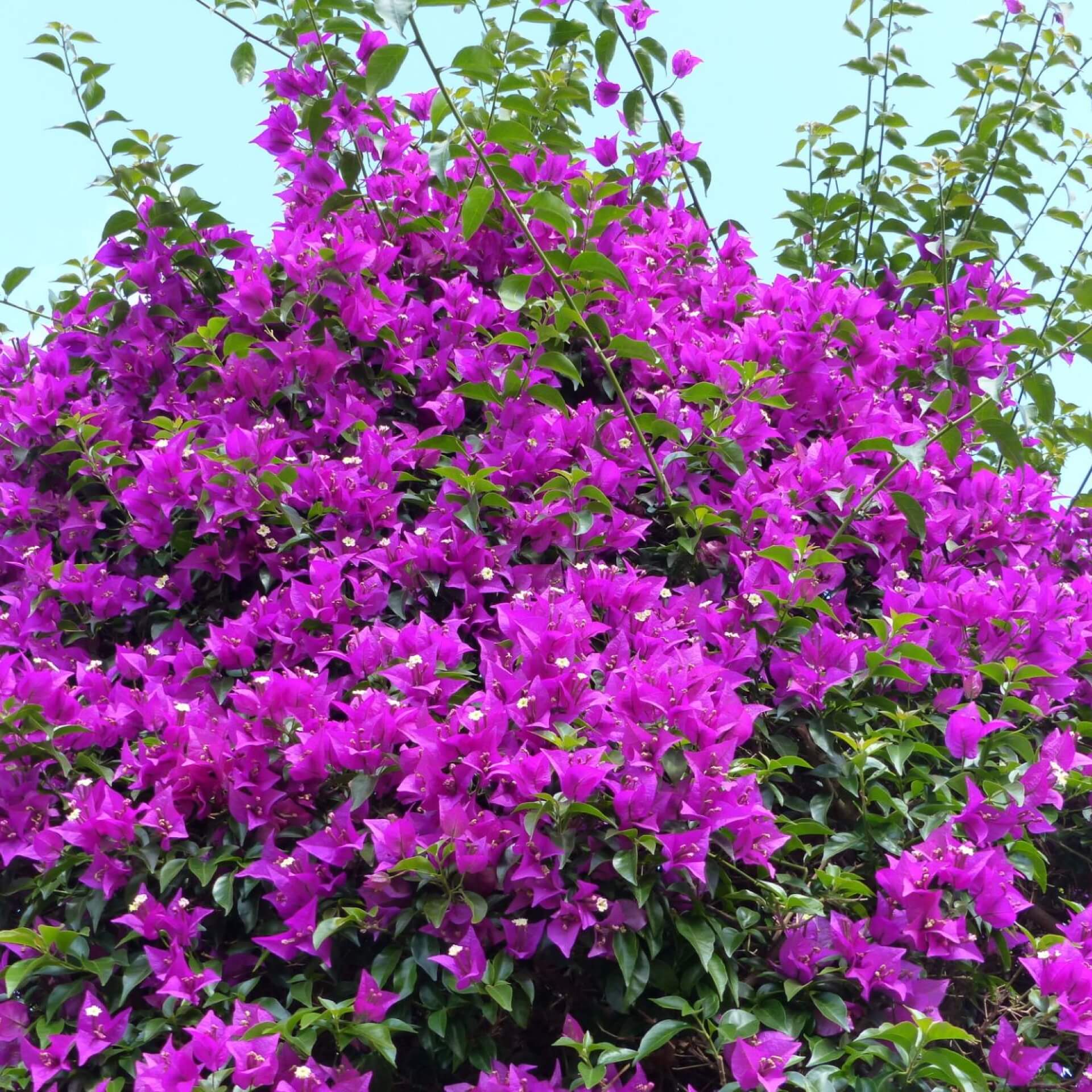 Kahle Drillingsblume 'Alexandra' (Bougainvillea glabra 'Alexandra')