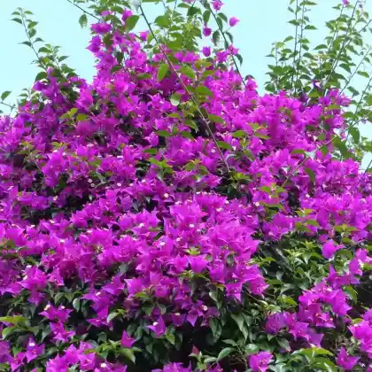 Foto von Kahle Drillingsblume 'Alexandra' (Bougainvillea glabra 'Alexandra')