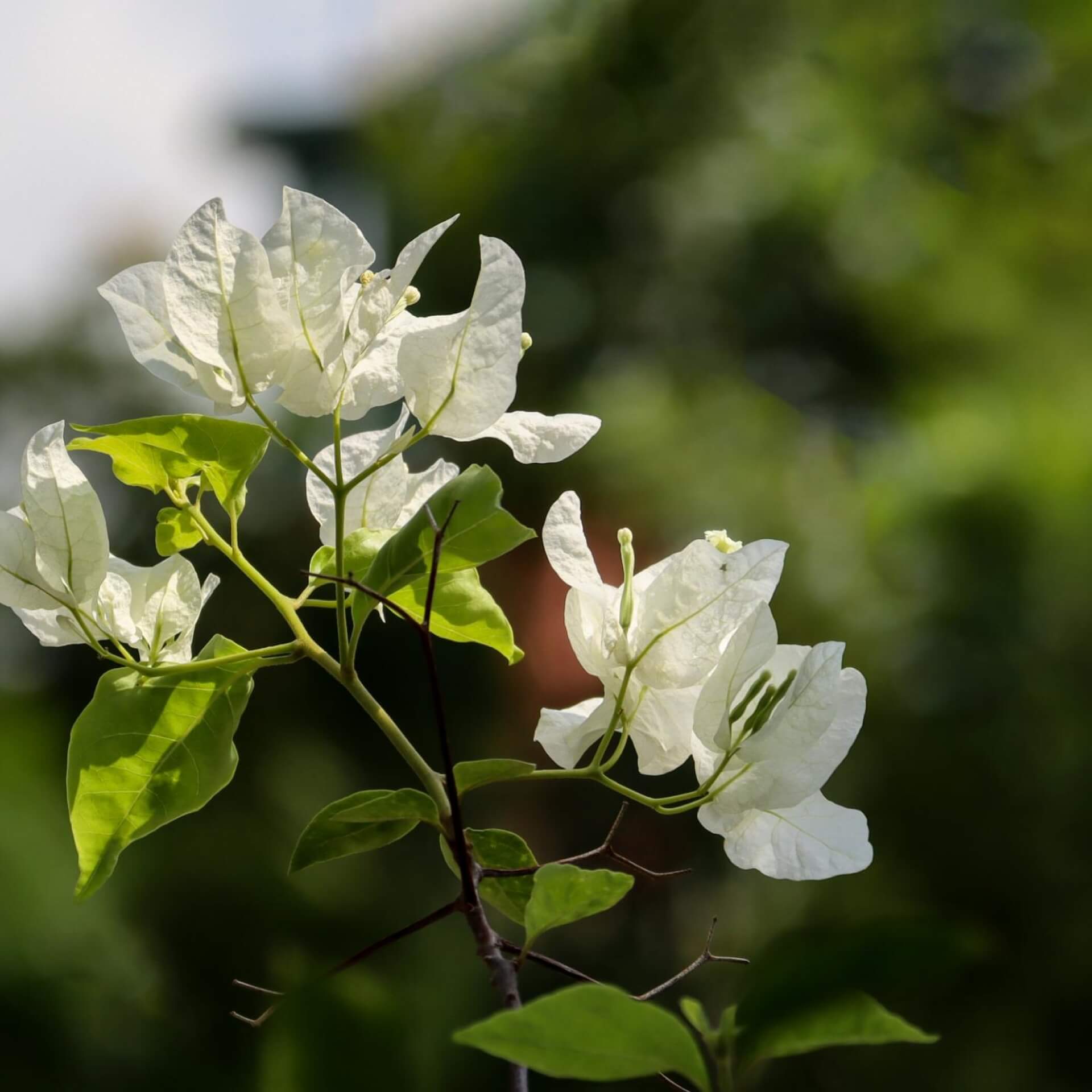 Kahle Drillingsblume 'Alba' (Bougainvillea glabra 'Alba')