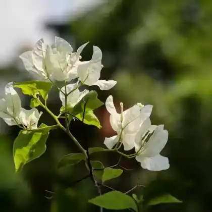 Foto von Kahle Drillingsblume 'Alba' (Bougainvillea glabra 'Alba')