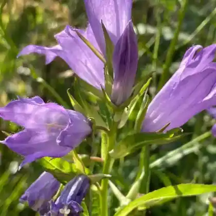 Foto von Breitblättrige Glockenblume (Campanula latifolia)
