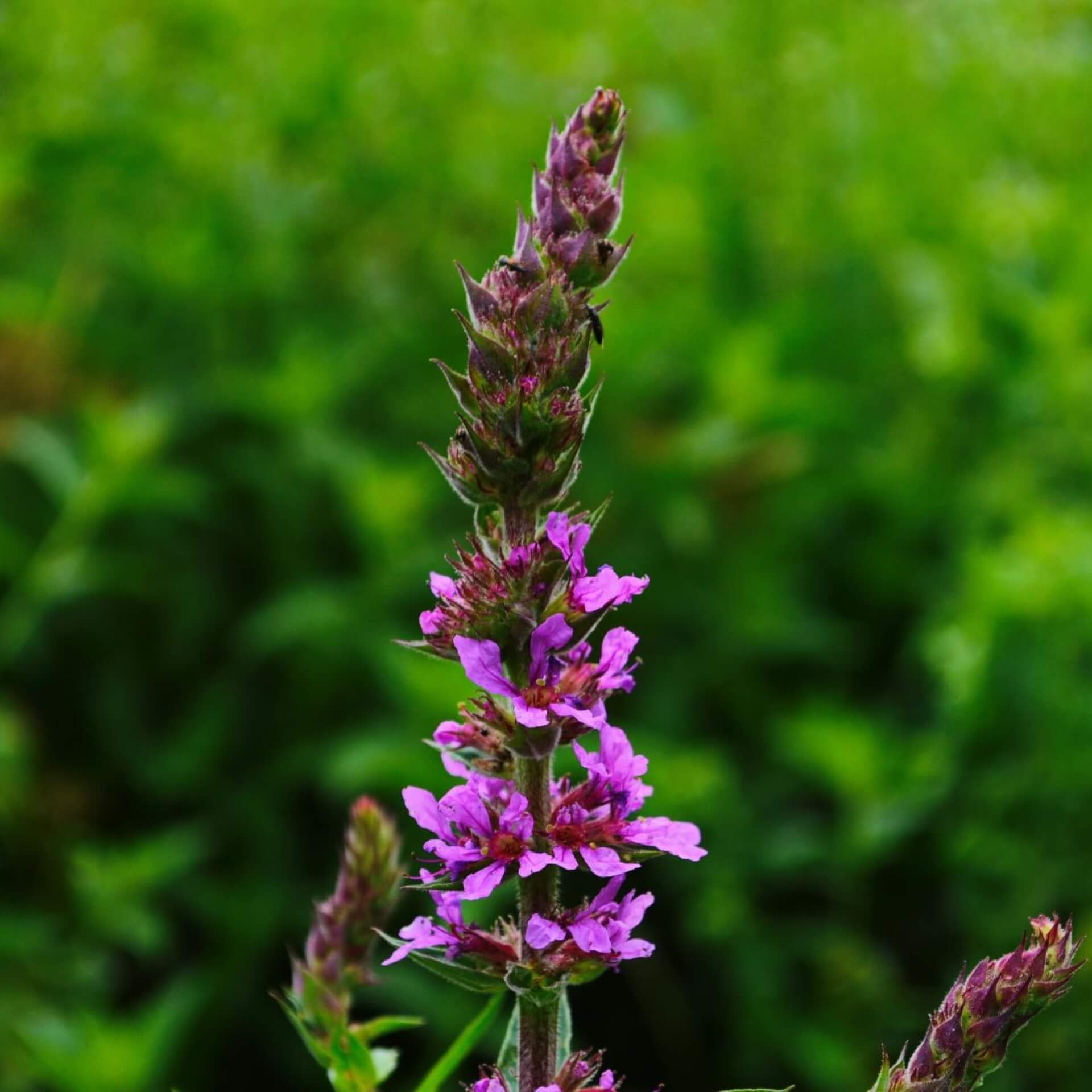 Blutweiderich 'Robin' (Lythrum salicaria 'Robin')