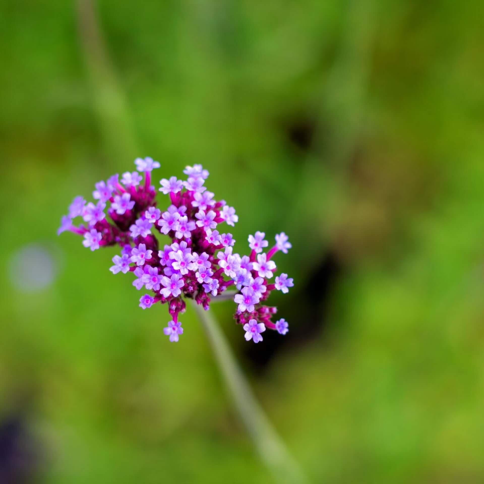 Hohes Eisenkraut 'Lollipop' (Verbena bonariensis 'Lollipop')