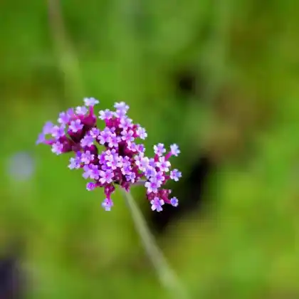 Foto von Hohes Eisenkraut 'Lollipop' (Verbena bonariensis 'Lollipop')