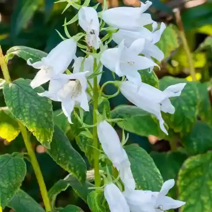 Foto von Wald-Glockenblume 'Alba' (Campanula latifolia var. macrantha 'Alba')
