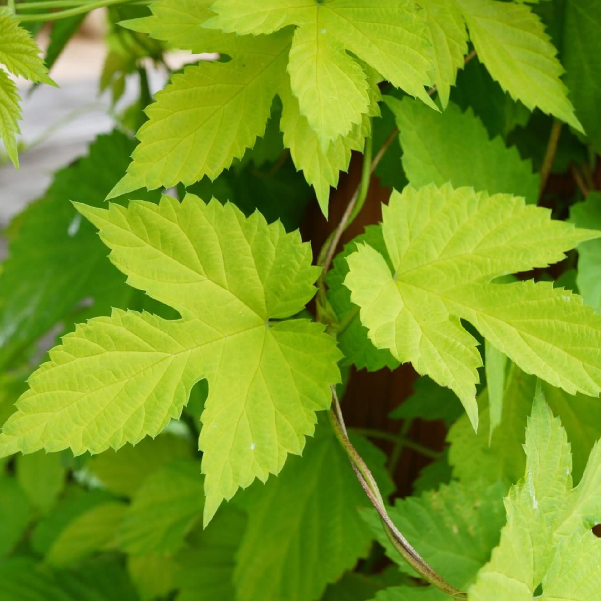 Gold-Hopfen (Humulus Lupulus 'Aureus')