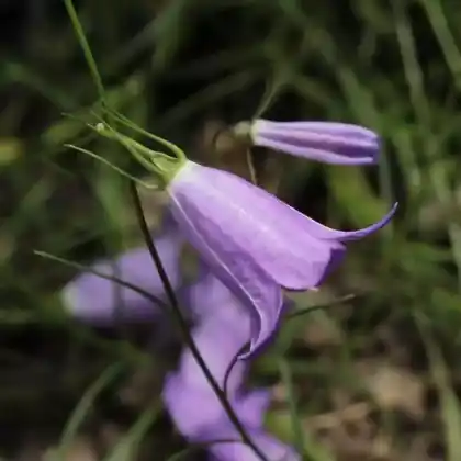 Foto von Feinblättrige Glockenblume (Campanula linifolia)