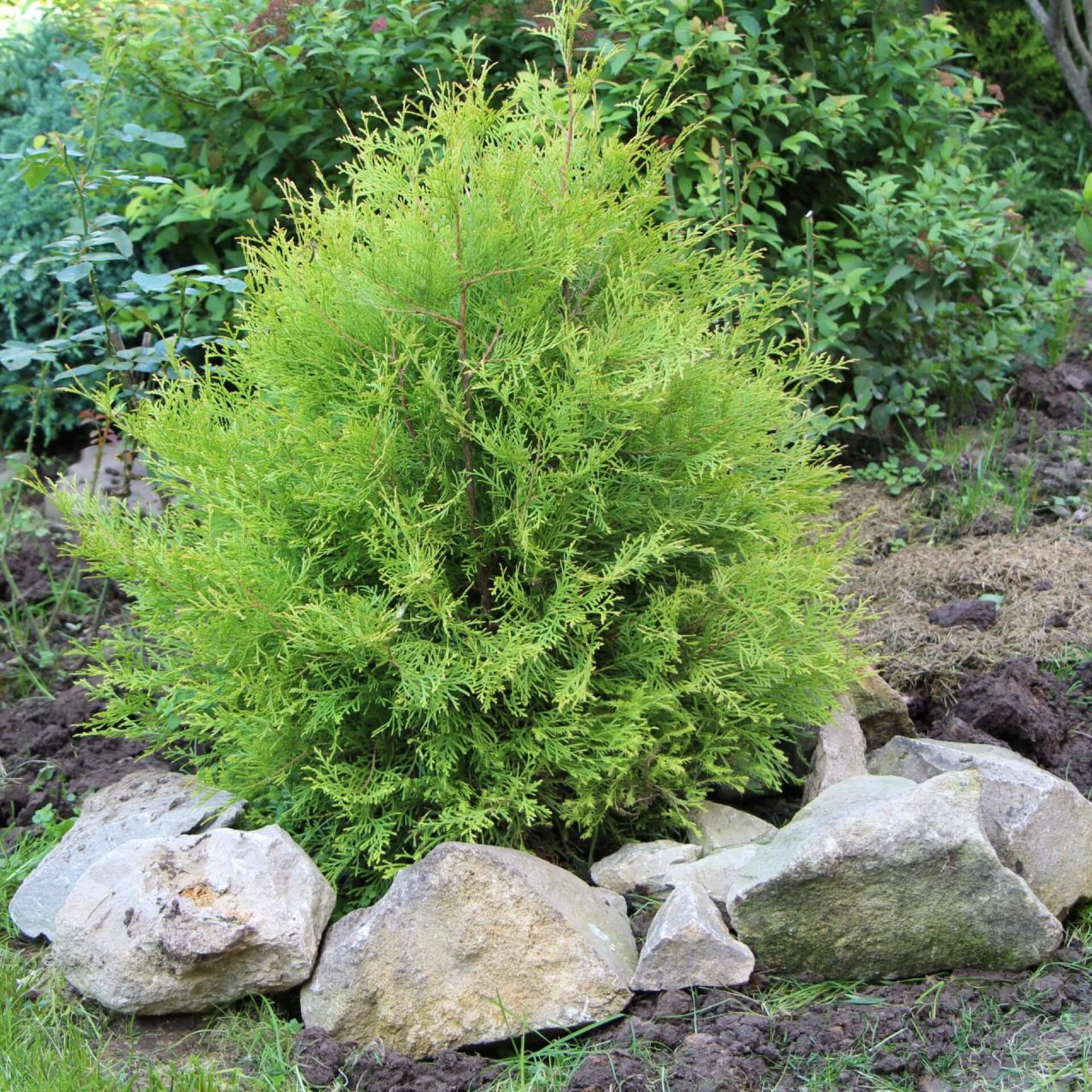 Lebensbaum 'Rheingold' (Thuja occidentalis 'Rheingold')